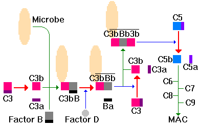 Schematic of Alternate Pathway