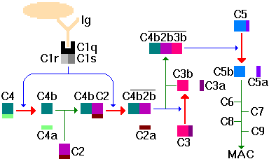Schematic of Classical Pathway