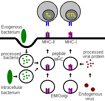 Processing of Antigen