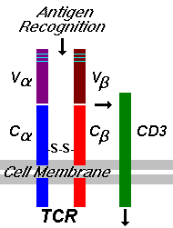 T-cell Receptor