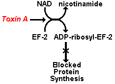 Mechanism of Toxin A