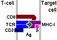 Target Cell-TCR Interaction